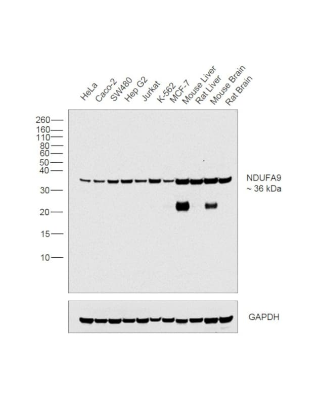 NDUFA9 Antibody in Western Blot (WB)