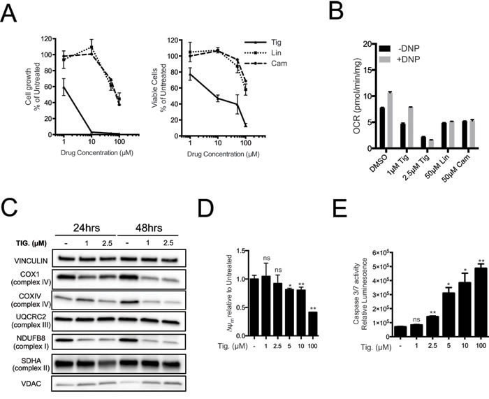 VDAC Antibody in Western Blot (WB)