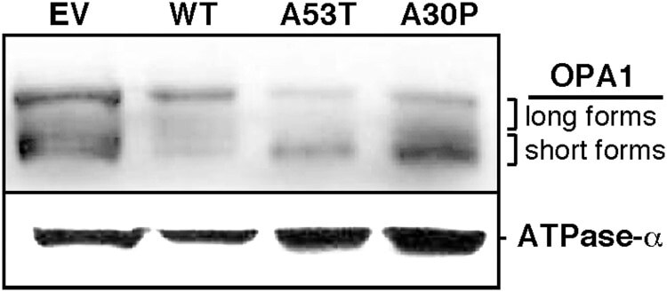 ATP5A1 Antibody in Western Blot (WB)
