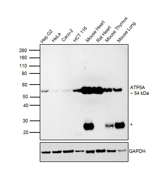 ATP5A1 Antibody