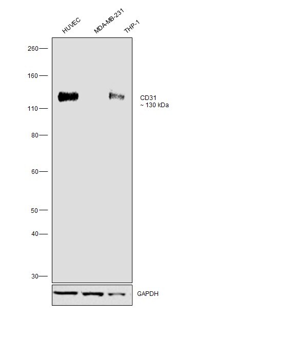CD31 (PECAM-1) Antibody