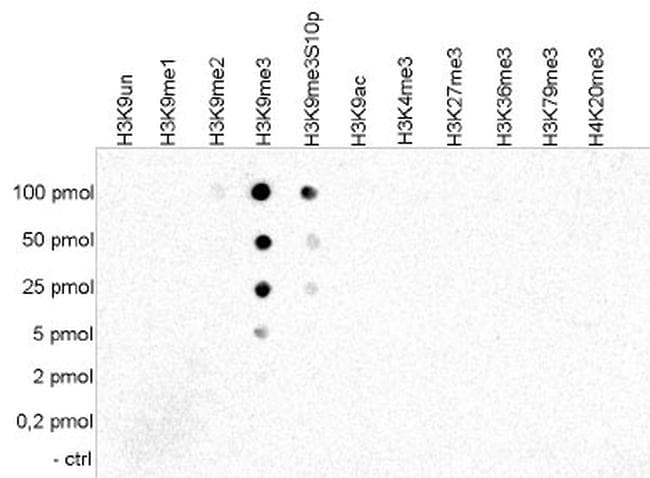 H3K9me3 Antibody in Dot blot (DB)