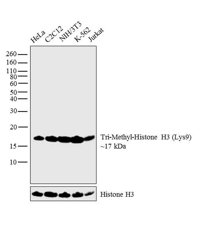 H3K9me3 Antibody in Western Blot (WB)