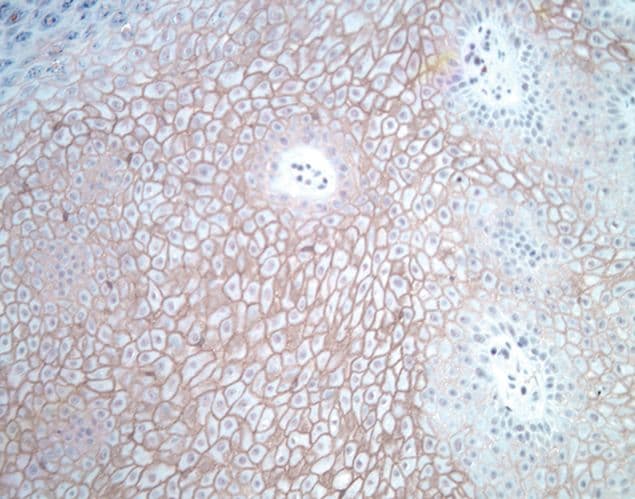 Claudin 1 Antibody (51-9000)