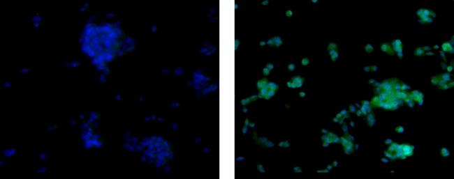 Arginase 1 Antibody, Alexa Fluor™ 488 (53-9779-82)