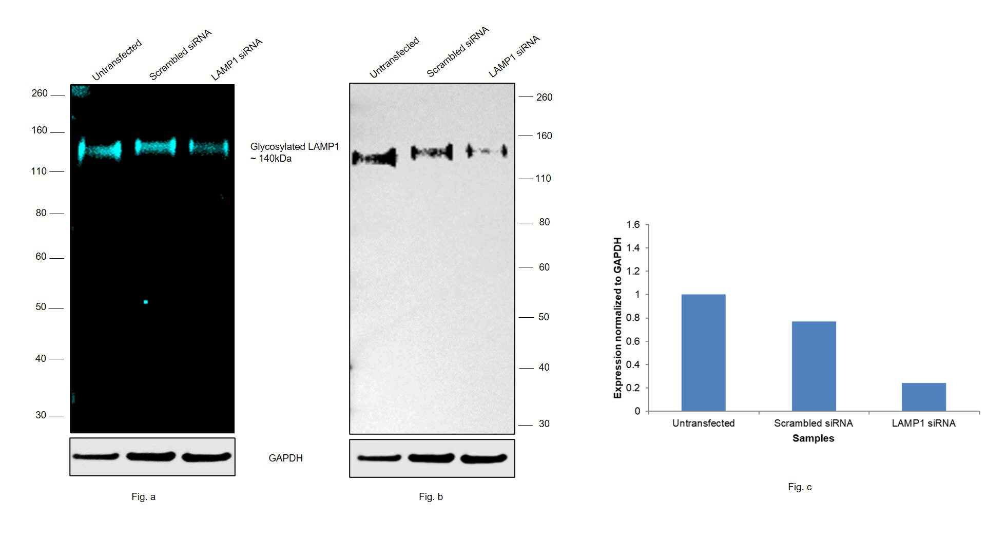 CD107a (LAMP1) Antibody, Alexa Fluor® 488 (53107182)