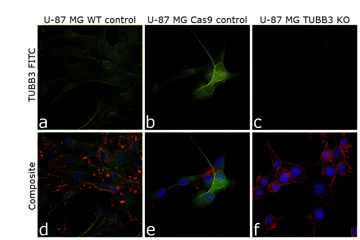 Beta 3 Tubulin Antibody Alexa Fluor 488 53 4510 80