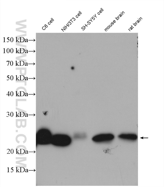 RAB7A Antibody in Western Blot (WB)