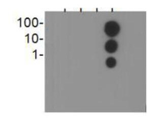 H3K23ac Antibody in Dot blot (DB)