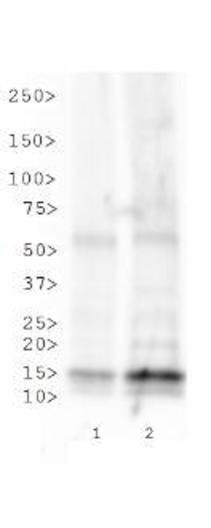 H3K23ac Antibody in Western Blot (WB)