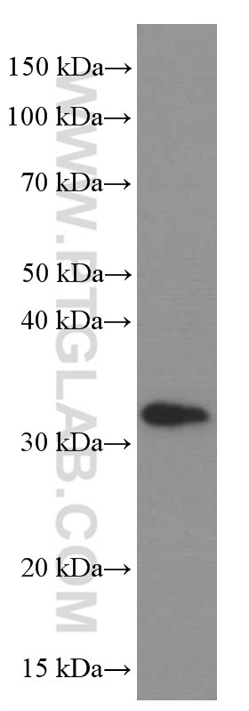 Syntaxin 6 Antibody in Western Blot (WB)