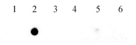 5-Methylcytosine (5-mC) Antibody (61255)