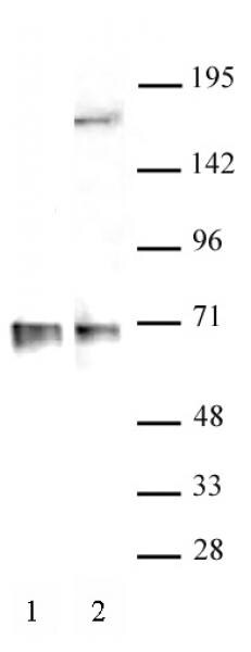 RBM39 Antibody in Western Blot (WB)