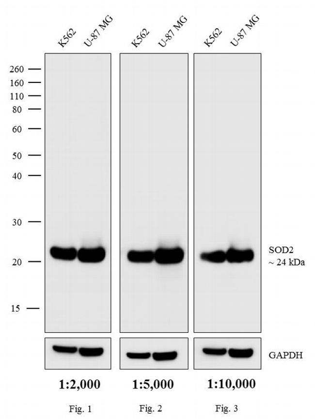 Goat Anti Mouse Igg H L Hrp 62 6520