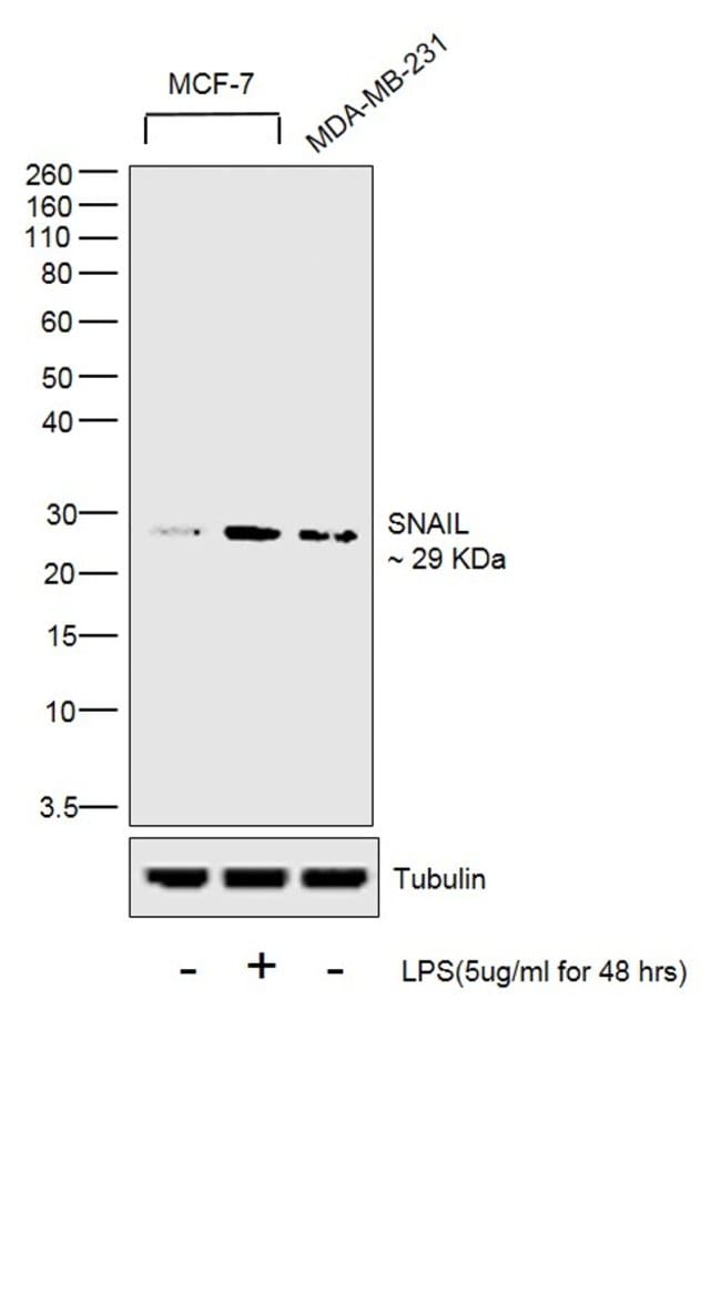 Snail1 Antibody 14 9859