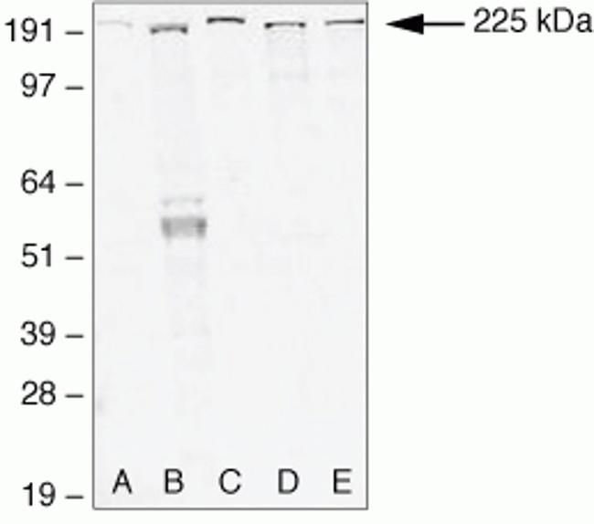 Zo 1 Antibody 40 2300