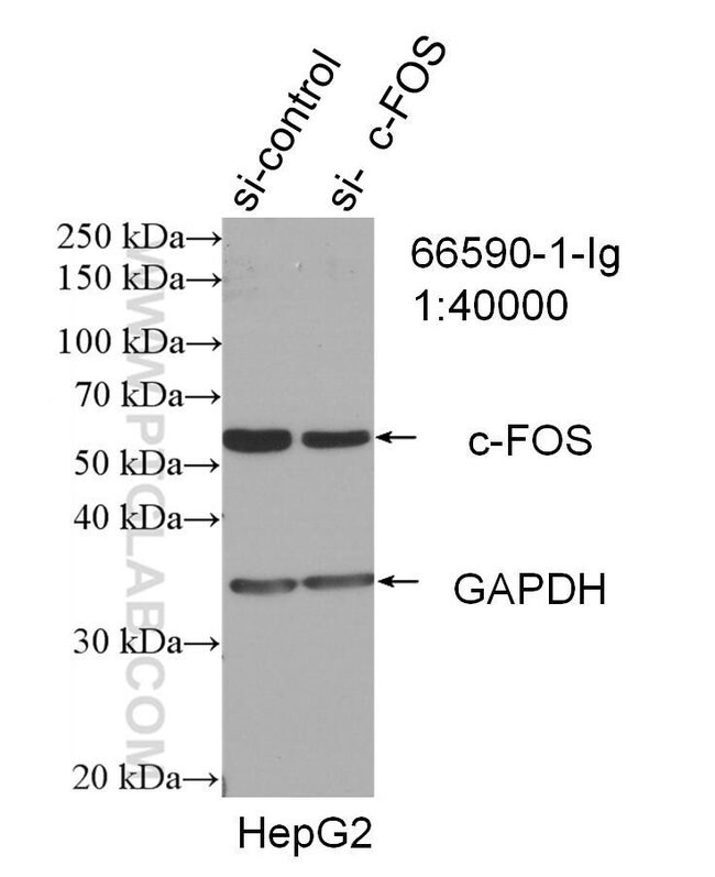 Fos Antibody 1 Ig