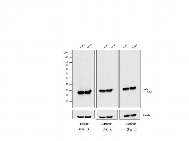 Goat Anti Mouse Igg H L Cross Adsorbed Hrp A16072