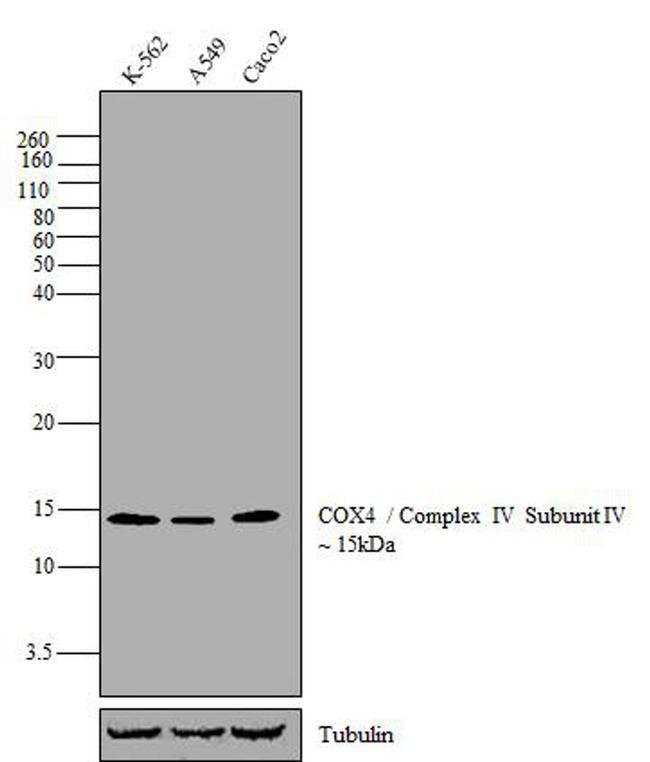 Oxphos Complex Iv Subunit Iv Antibody A 21347