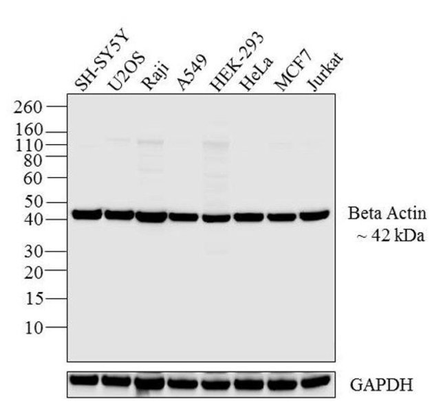 Beta Actin Antibody Am4302