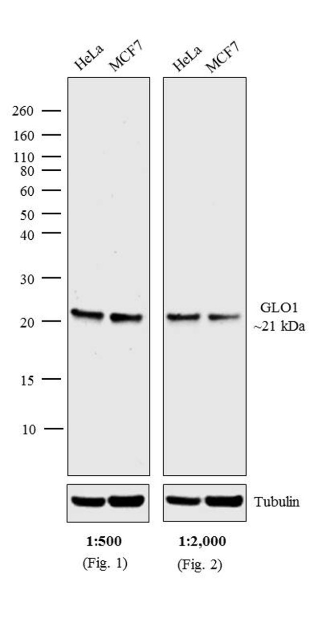 Goat Anti Mouse Igg H L Cross Adsorbed Ap G