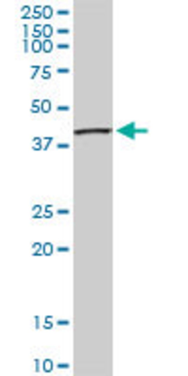 Sept3 Antibody H00055964 M05