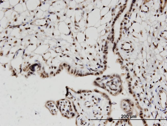 H2afv Antibody H00094239 M08