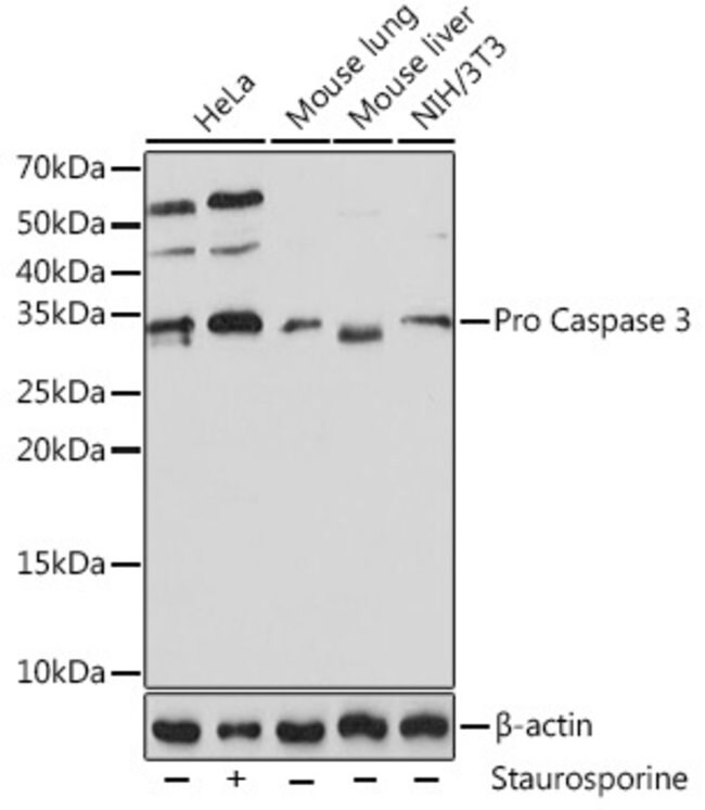 Active Pro Caspase 3 Antibody Ma5 35333