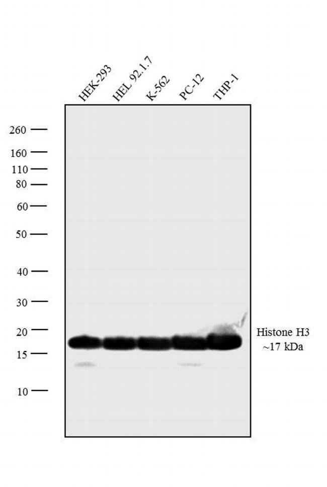 Histone H3 Antibody Ma5 15150