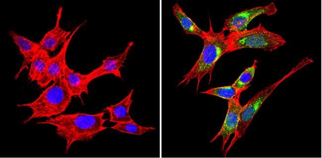 Vamp3 Antibody Pa1 767a