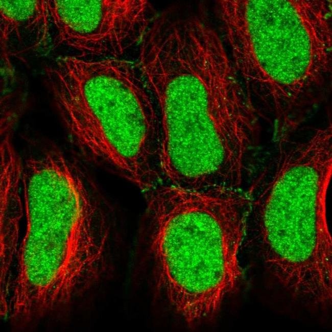 Creb5 Antibody Pa5 65593