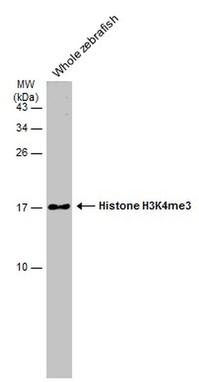 H3k4me3 Antibody Pa5 85525