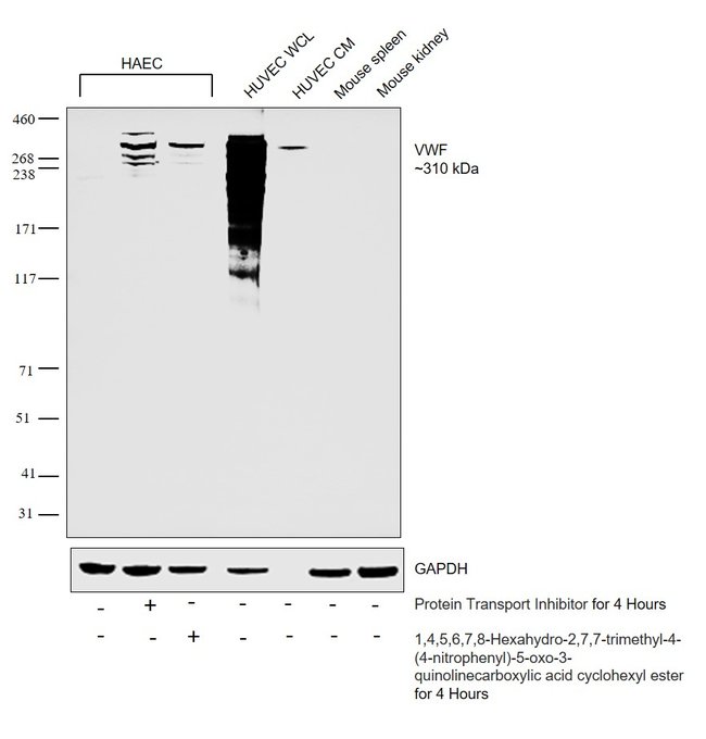 Vwf Antibody Pa5 16634