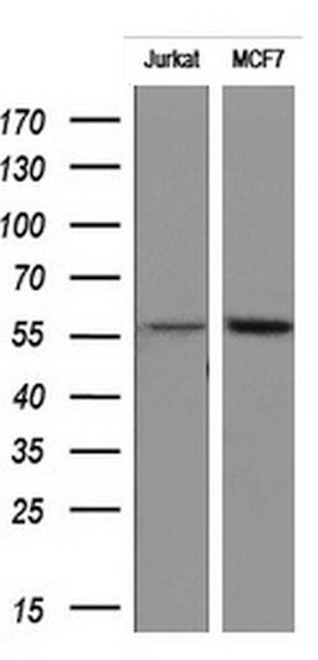 Ripk3 Antibody Ta803093