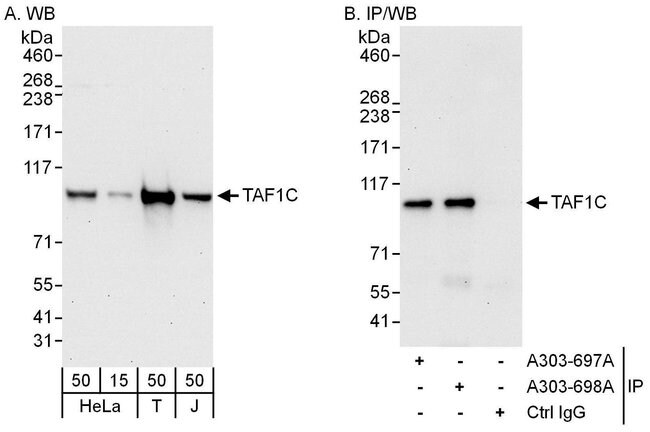 Taf1c Antibody A303 698a