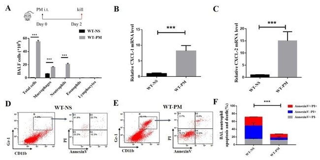 ly 6g ly 6c antibody fitc 11 5931 82 neutrophils marker