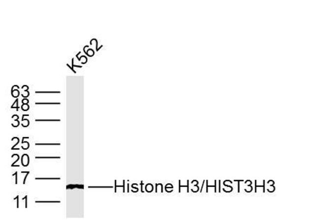 Histone H3 Antibody Bsm 33042m