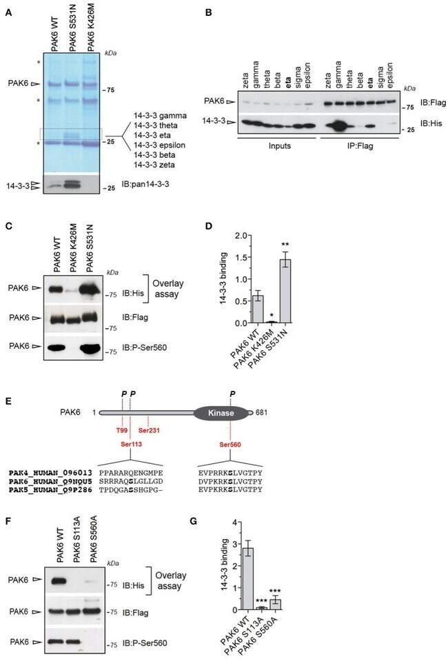 14 3 3 Gamma Antibody Pa5 29690