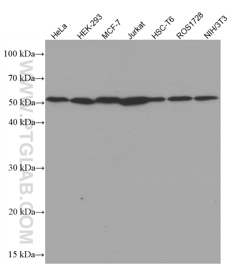 Beta Tubulin Antibody (66240-1-IG)