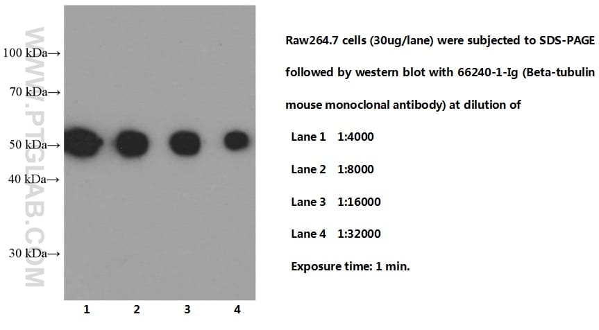 Beta Tubulin Antibody (66240-1-IG)