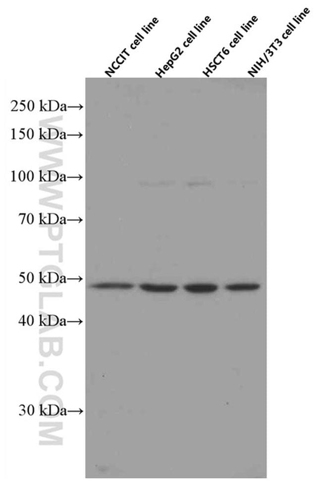 gamma tubulin Antibody in Western Blot (WB)