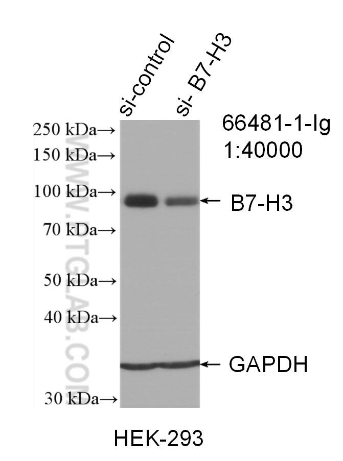 B7-H3 Antibody (66481-1-IG)