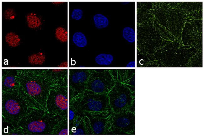 RANBP3 Antibody (700076)