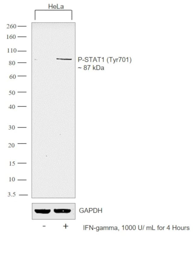 Phospho-STAT1 (Tyr701) Antibody in Western Blot (WB)