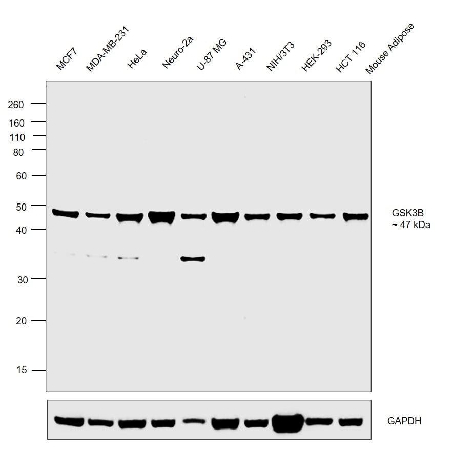 GSK3B Antibody (701102)