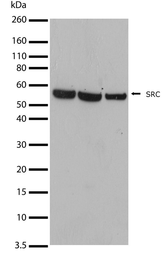 Rabbit Src SRC Antibody (701396)