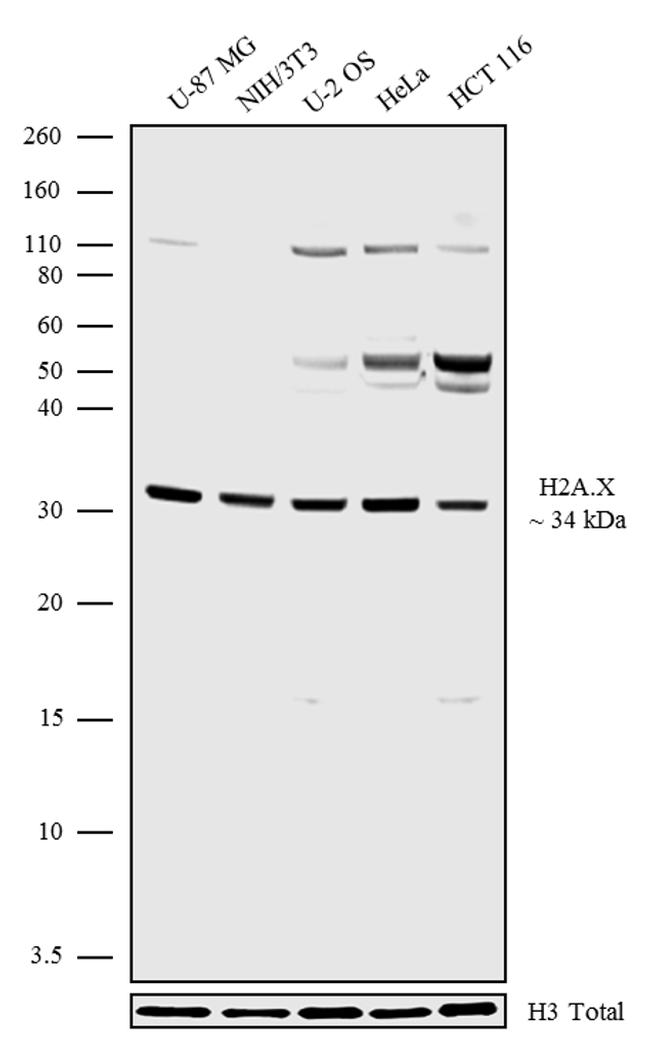 Histone H2A.X Antibody (701953)