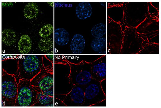 SOX9 Antibody (702016)