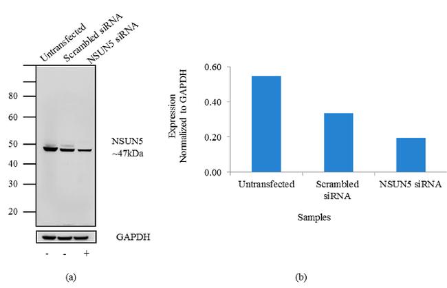 Nsun5 Antibody 702063