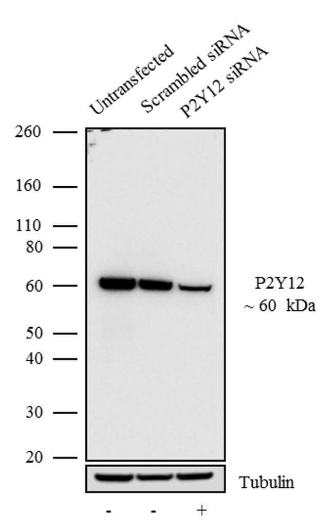 P2Y12 Antibody